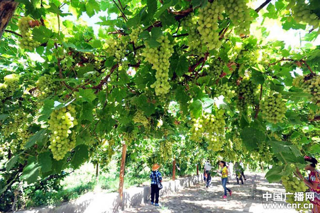 شىنجاڭ تۇرپان ئۈزۈم بايرىمى كارنېۋال بايرىمىغا ئايلاندى 新疆吐鲁番葡萄节成狂欢节 万人采摘葡萄