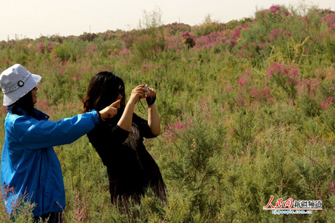 كۇچا ناھىيەسىنىڭ قاقاس چۆللۈكىدىكى يۇلغۇن «ئېكولوگىيىنى گۈزەللەشتۈرۈپ، ساياھەتچىلەرنى مەھلىيا» قىلدى库车县沙漠戈壁红柳“生态美 游客醉”